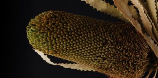 What Ringworm Plant Can Do for You Christmas candle