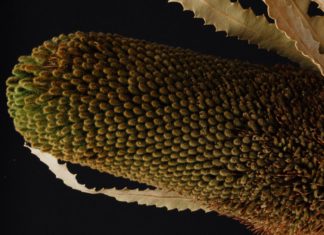 What Ringworm Plant Can Do for You Christmas candle