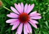Echinacea Plant: Surprising Health Benefits Herb for immune
