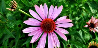 10 Herbs That Boost the Immune System Herb for immune