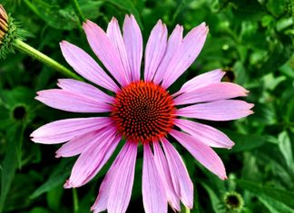 10 Herbs That Boost the Immune System Herb for immune