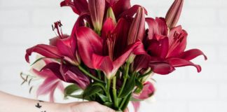 Day Lily: As Healthy as Its Beautiful Name orange daylily