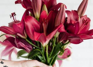 Day Lily: As Healthy as Its Beautiful Name orange daylily