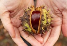 Incredible Benefits of Water Chestnut water chestnut