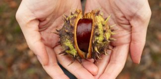 Incredible Benefits of Water Chestnut water chestnut