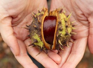 Incredible Benefits of Water Chestnut water chestnut