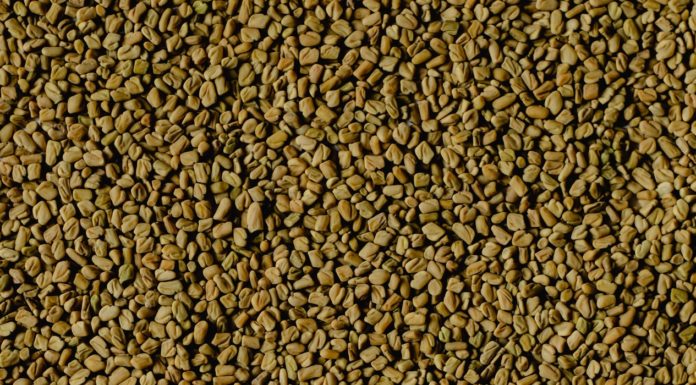 What Do You Know About Fenugreek? fenugreek seed