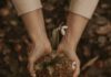 Health Benefits of Taro Roots You Never Had Heard About root