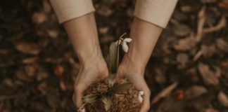 Health Benefits of Taro Roots You Never Had Heard About root