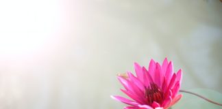 Amazing Health Benefits of Lotus Root lotus plant