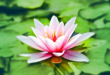 What You May Not Have Heard About Konjac voodoo lily