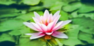 What You May Not Have Heard About Konjac voodoo lily