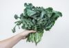 10 Scientifically Backed Health Benefits of Kale Kale
