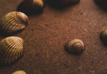 Ever Heard of the Amazing Benefits of Abalone? Sea snail