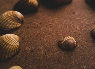 Ever Heard of the Amazing Benefits of Abalone? Sea snail