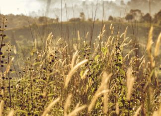 Let’s Talk About Weed weed