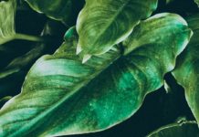 Health Benefits of Fluted Pumpkin Leaves