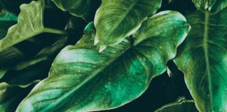 Health Benefits of Fluted Pumpkin Leaves