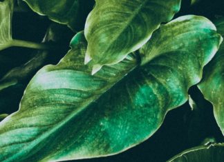 Health Benefits of Fluted Pumpkin Leaves