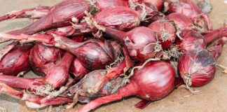 8 Healthy and Delicious Substitutes for Shallots Shallot