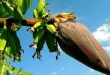 Health Benefits of Banana Blossom banana blossoms