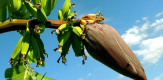 Health Benefits of Banana Blossom banana blossoms