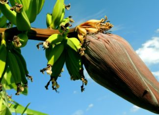 Health Benefits of Banana Blossom banana blossoms