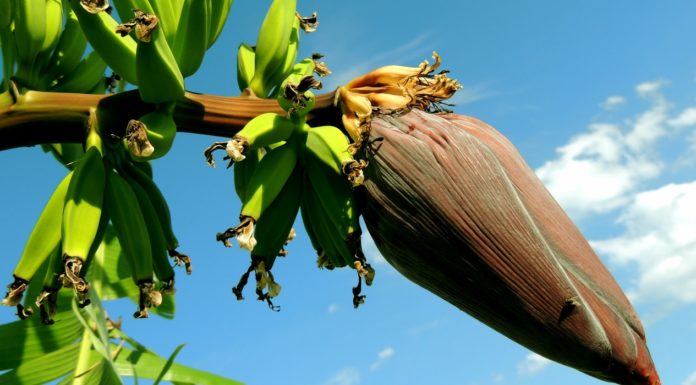 Health Benefits of Banana Blossom banana blossoms