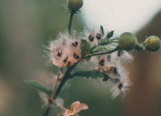 12 Amazing Benefits of Ambarella Fruit Spondias dulcis