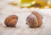 Here’s What to Know About Acorns acorns