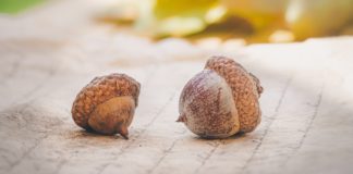 Here’s What to Know About Acorns acorns