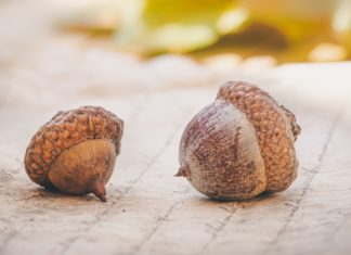 Here’s What to Know About Acorns acorns