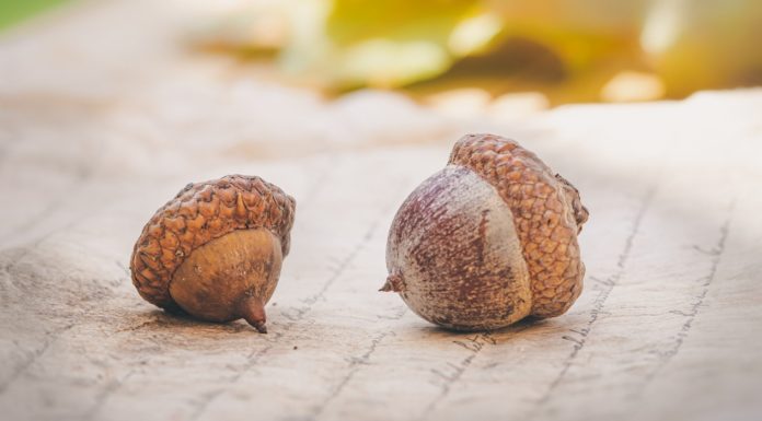 Here’s What to Know About Acorns acorns