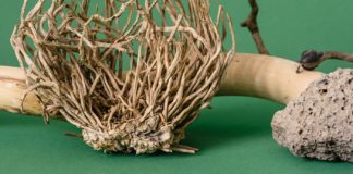 Health Benefits and Effects of Licorice Root Health Benefits and Effects of Licorice Root