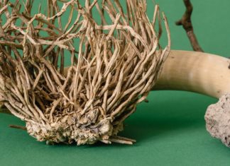 Health Benefits and Effects of Licorice Root Health Benefits and Effects of Licorice Root