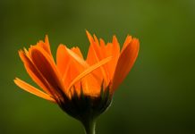 Ever Heard of the Calendula Plant? Ever Heard of the Calendula Plant?