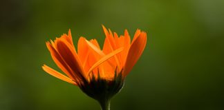 Ever Heard of the Calendula Plant? Ever Heard of the Calendula Plant?