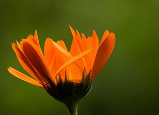 Ever Heard of the Calendula Plant? Ever Heard of the Calendula Plant?
