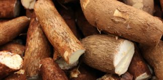 8 Health Benefits of Tapioca health benefits of tapioca