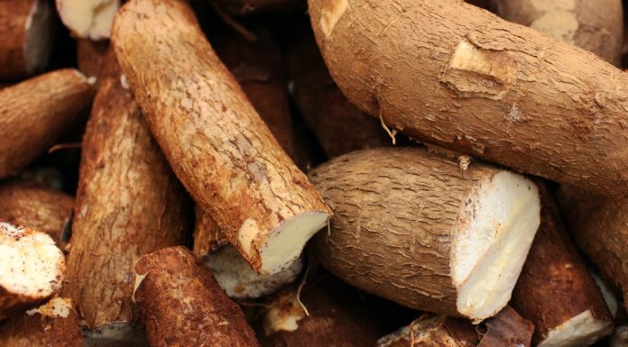 8 Health Benefits of Tapioca health benefits of tapioca