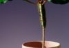 Amazing Health Benefits of Euphorbia Hirta Amazing Health Benefits of Euphorbia Hirta