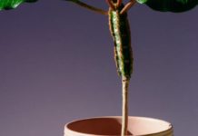 Amazing Health Benefits of Euphorbia Hirta Amazing Health Benefits of Euphorbia Hirta