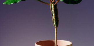 Amazing Health Benefits of Euphorbia Hirta Amazing Health Benefits of Euphorbia Hirta