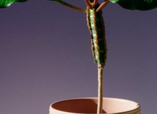 Amazing Health Benefits of Euphorbia Hirta Amazing Health Benefits of Euphorbia Hirta