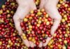 Ever Heard of Chaste Berries? Ever Heard of Chaste Berries?