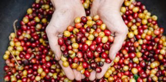 Ever Heard of Chaste Berries? Ever Heard of Chaste Berries?