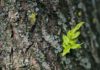 Health Benefits of Willow Bark Health Benefits of Willow Bark