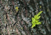 Health Benefits of Willow Bark Health Benefits of Willow Bark