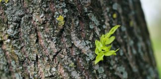 Health Benefits of Willow Bark Health Benefits of Willow Bark
