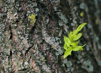 Health Benefits of Willow Bark Health Benefits of Willow Bark